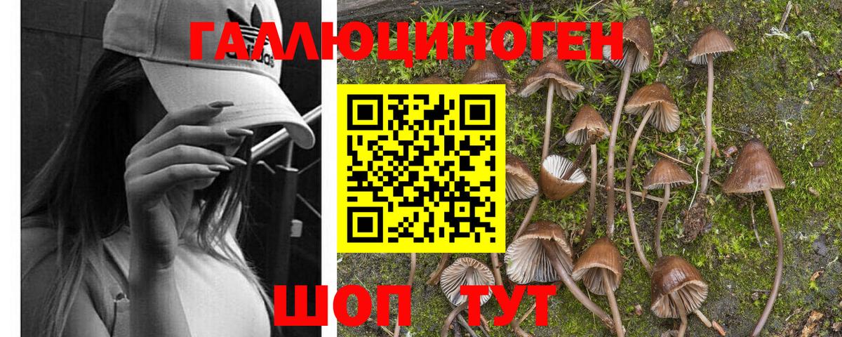 Лыткарино  Псилоцибиновые грибы прущие грибы  Вход с VPN 